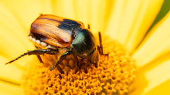 Anisoplia austriaca