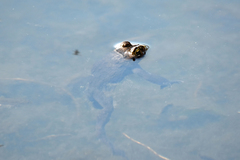 Rana luteiventris