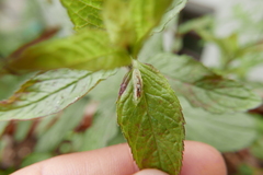 Episyrphus balteatus