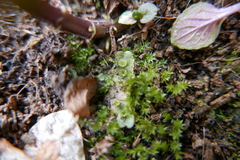 Marchantia polymorpha