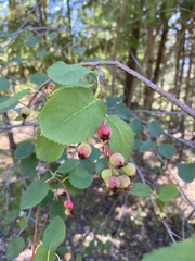 Amelanchier cusickii