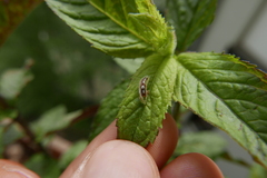 Episyrphus balteatus