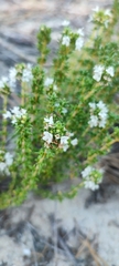Thymus carnosus