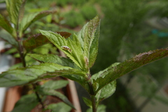 Episyrphus balteatus