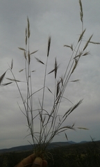 Aristida congesta barbicollis