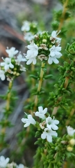 Thymus carnosus