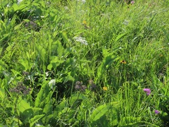 Parthenium integrifolium