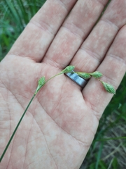 Carex silicea