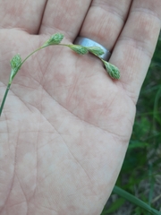Carex silicea