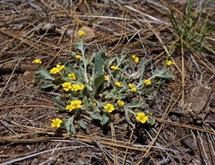 Viola tomentosa