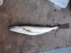 Merlangius merlangus