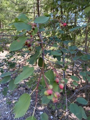 Amelanchier cusickii