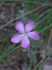 Dianthus ciliatus