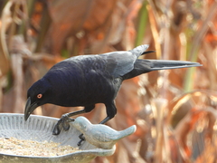 Molothrus oryzivorus