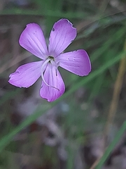 Dianthus ciliatus