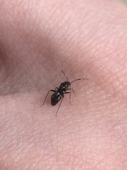 Pilophorus perplexus