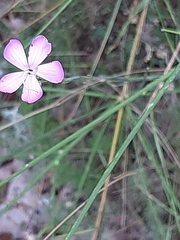Dianthus ciliatus