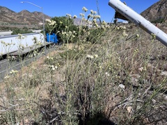 Hymenothrix loomisii