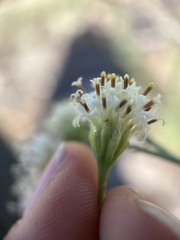 Hymenothrix loomisii