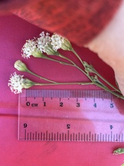 Hymenothrix loomisii