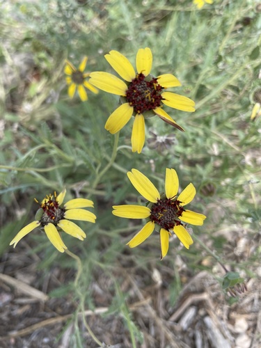 Berlandiera lyrata
