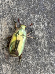 Chrysina resplendens