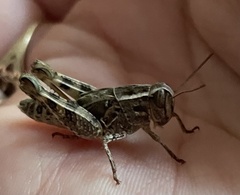 Calliptamus italicus