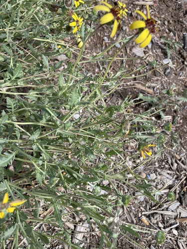 Berlandiera lyrata