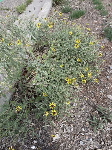 Berlandiera lyrata