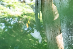 Cacatua