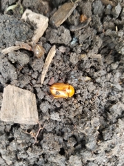 Cyclocephala lunulata