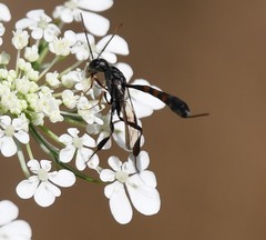 Gasteruption assectator