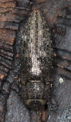 Dicerca lurida