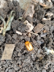 Cyclocephala lunulata