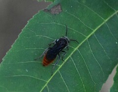 Pseudomethoca vanduzei