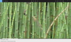 Lestes sponsa
