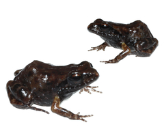 Arthroleptella bicolor