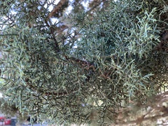 Juniperus occidentalis