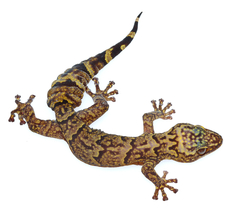 Afroedura hawequensis