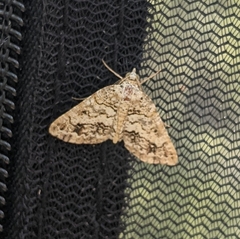 Macaria graphidaria