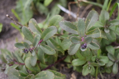 Penstemon ellipticus