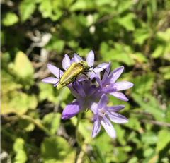 Lepturobosca chrysocoma