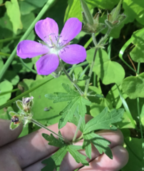 Geranium oreganum