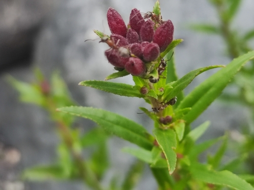 Chamaenerion colchicum