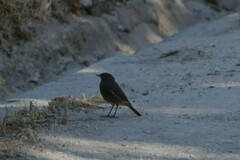 Phoenicurus ochruros