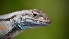 Sceloporus woodi