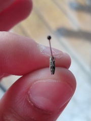 Agrilus lecontei lecontei