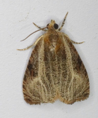 Olethreutes quadrifidum