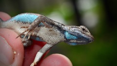 Sceloporus woodi