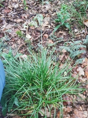 Carex spicata
